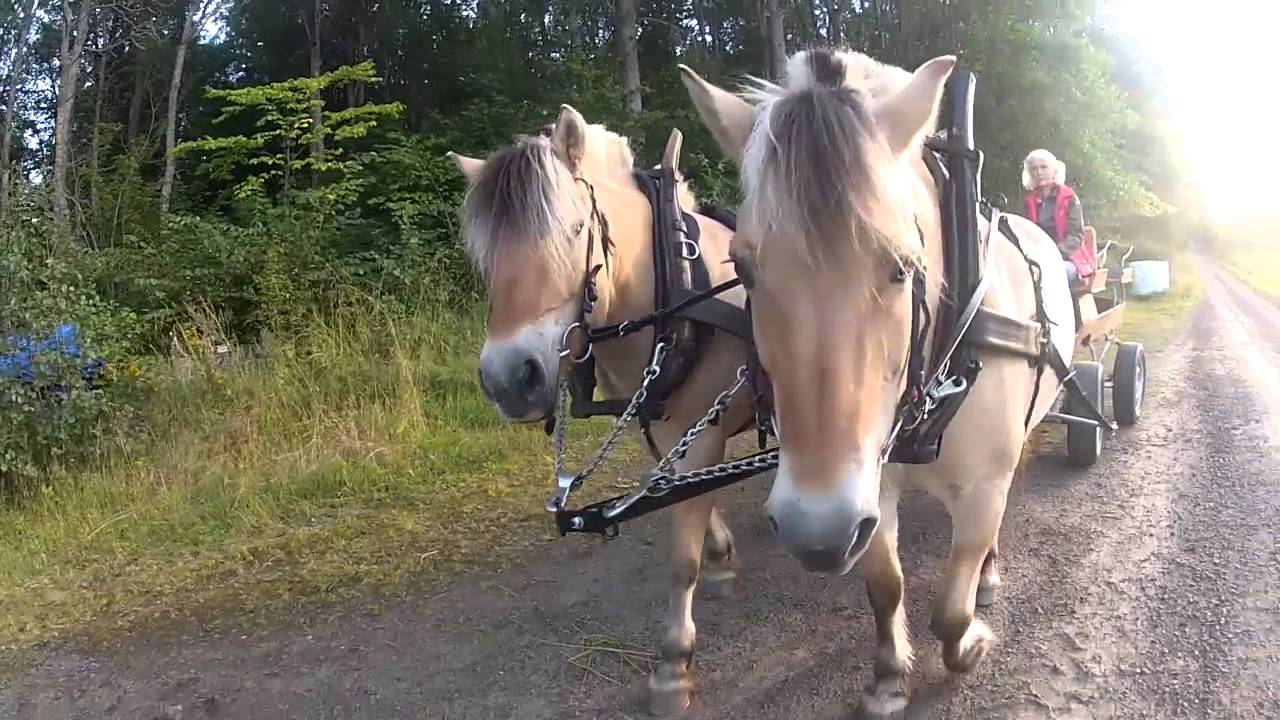 Parhäst framför vagn, sätta för och spänna loss