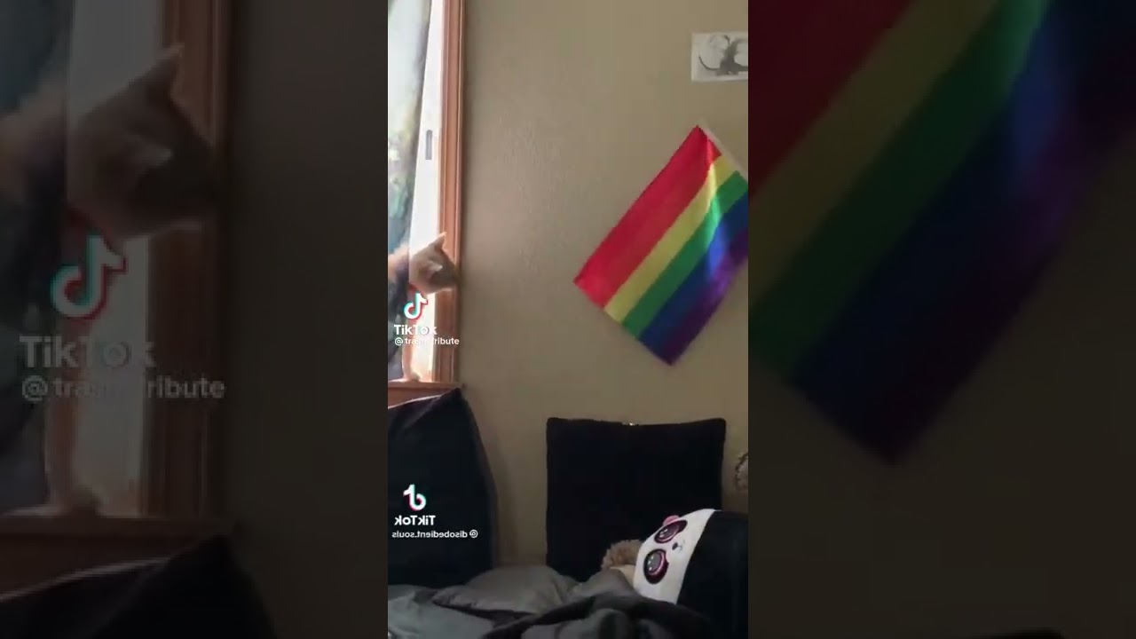 Stan Twitter: Cats taking down #pride flags