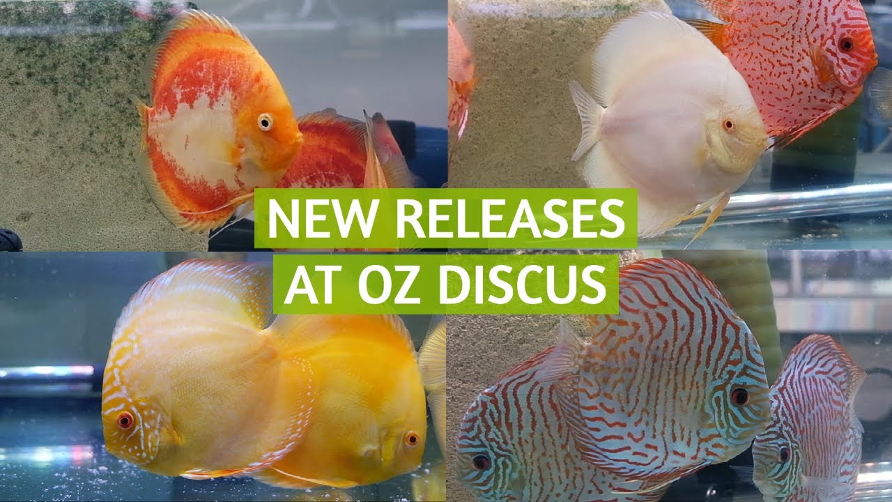 What's New In The Tanks At OZ Discus | Albino Allencer, White Tiger, Red Devil, Red Jaguar and more!