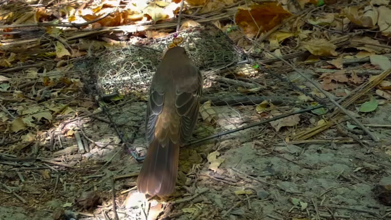 Соловей Ҳафиза.3.09.2019