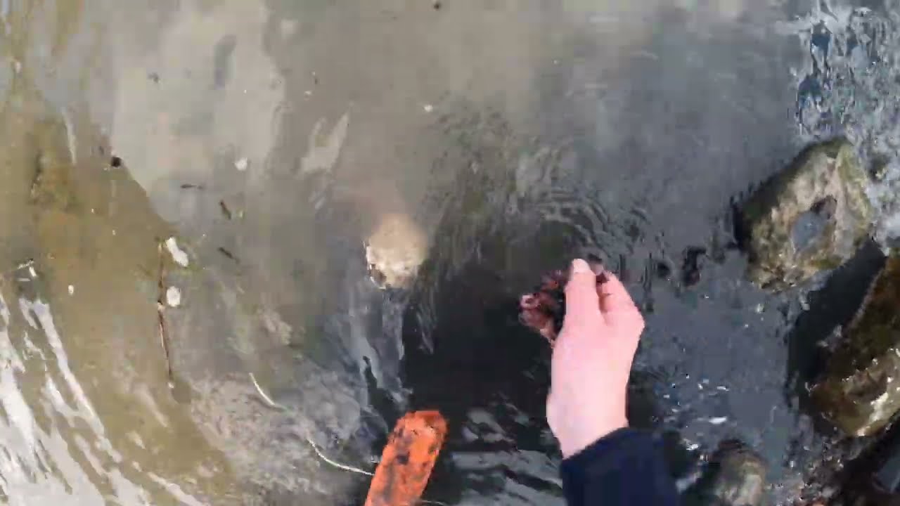 Golden Mask 4WD - Quick Hunt On The Foreshore