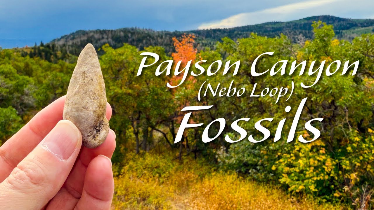 Rockhounding, Cutting, and Polishing Fossil Shells in Payson Canyon (Nebo Loop)