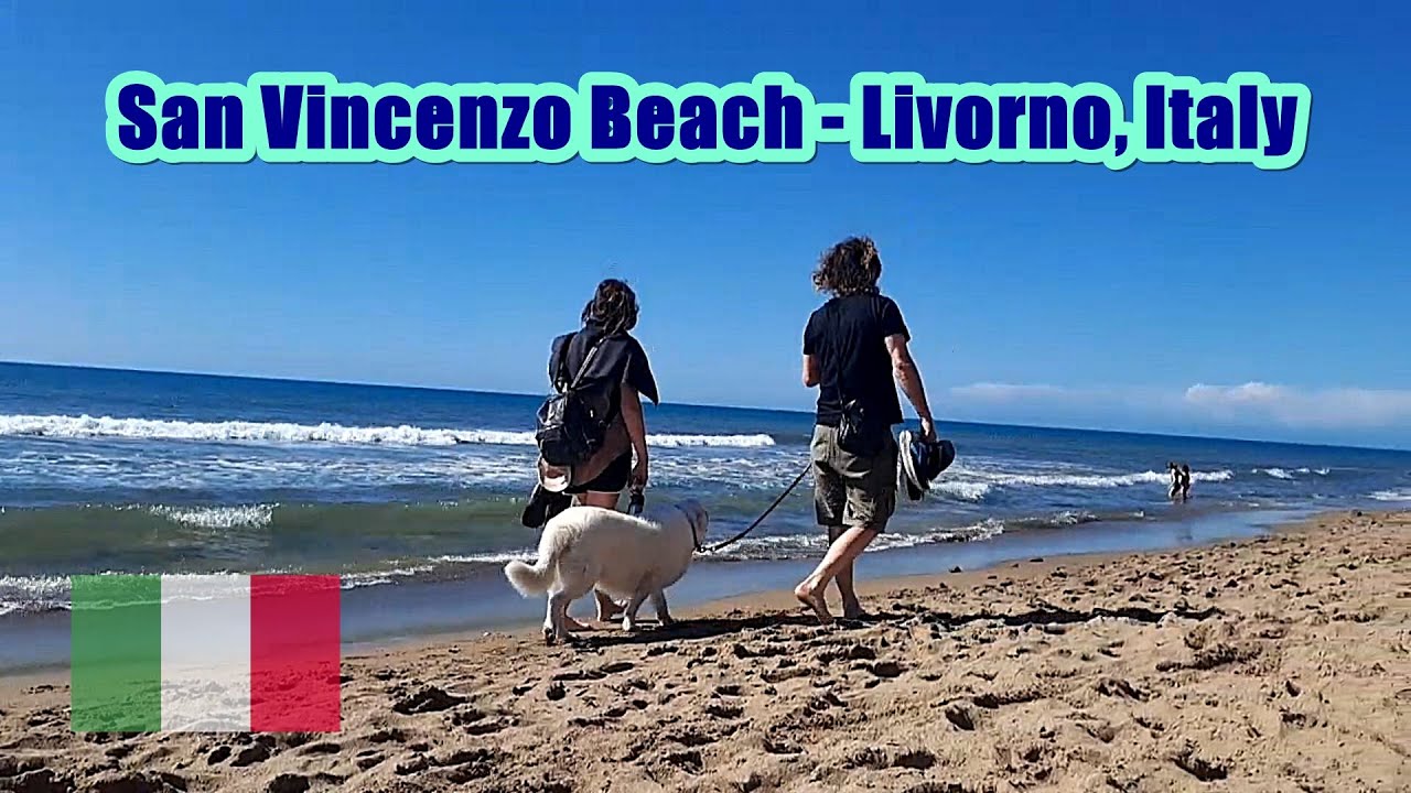 Many cute dogs on the beach in San Vincenzo - Livorno, Italy