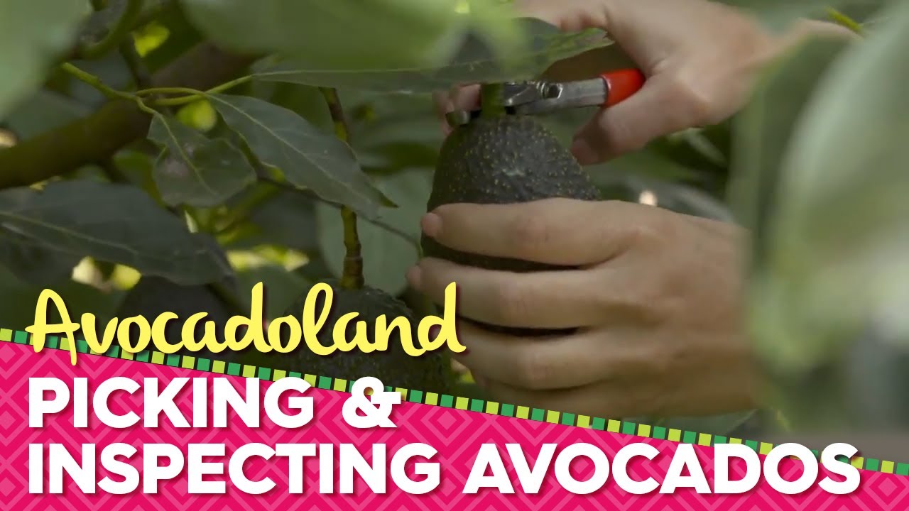 Avocadoland | Episode 2 | Avocados From Mexico