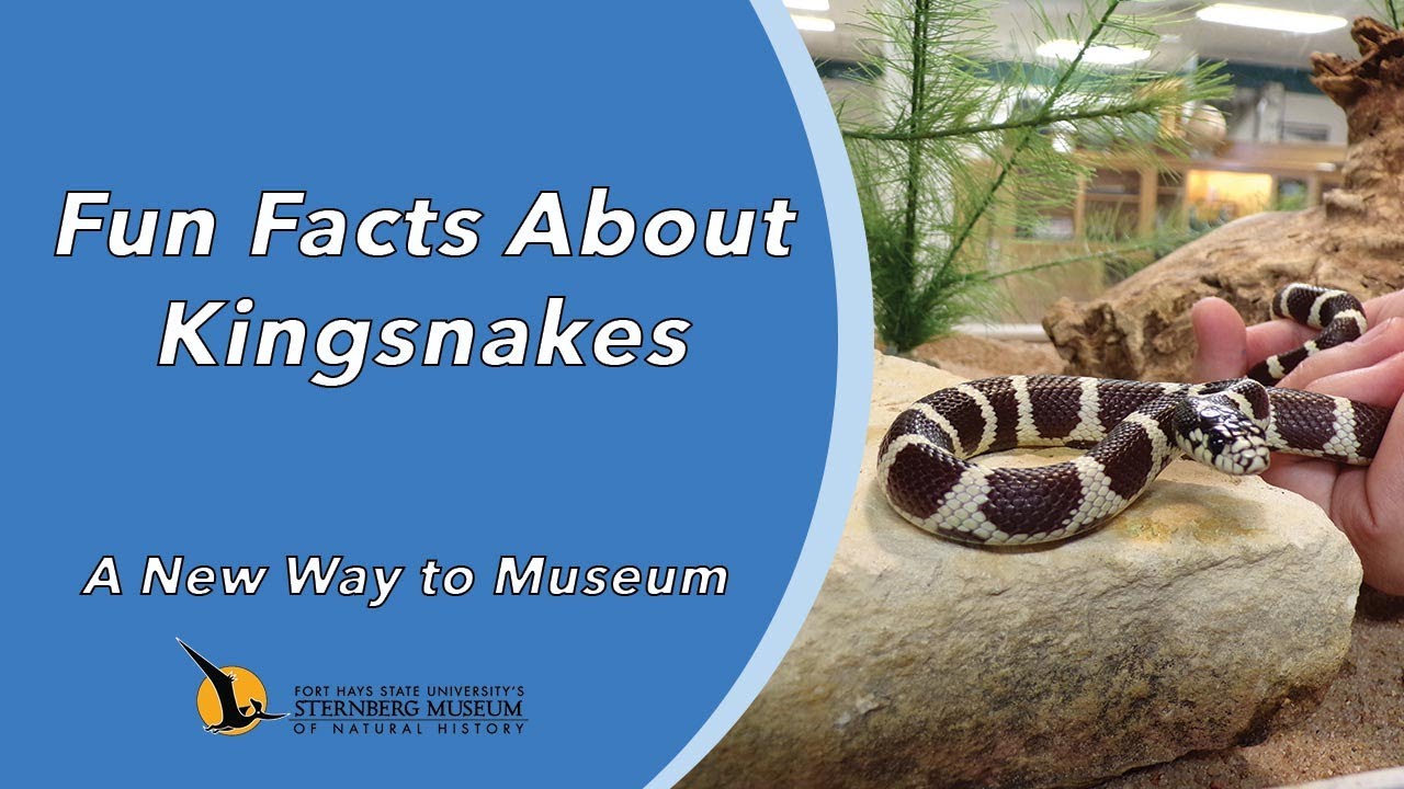 Fun Facts About Kingsnakes | A New Way to Museum