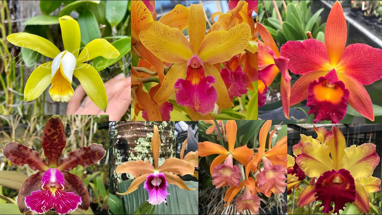 Orchid haul from Palmer Orchids