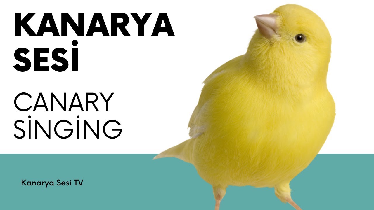Kanarya sesi ve Kanarya Ötüşü Gününüzü Aydınlatabilir mi?