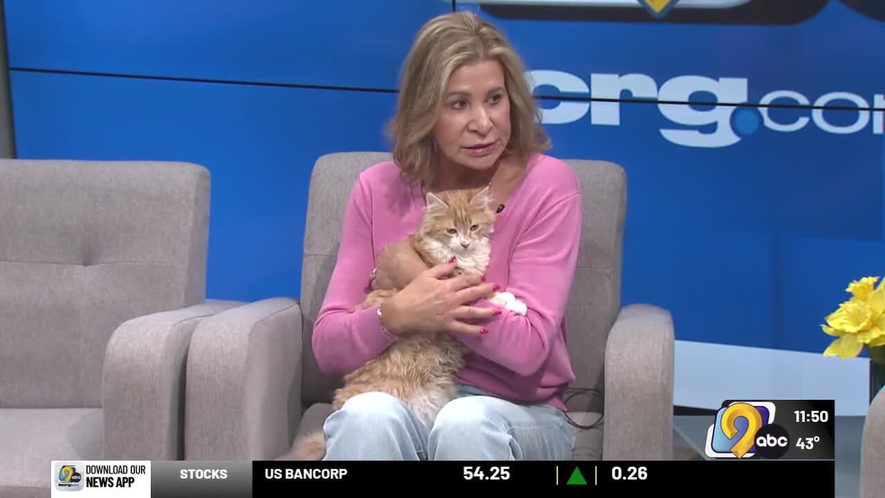 SAINT Cat Rescue: Meet Hoyt!
