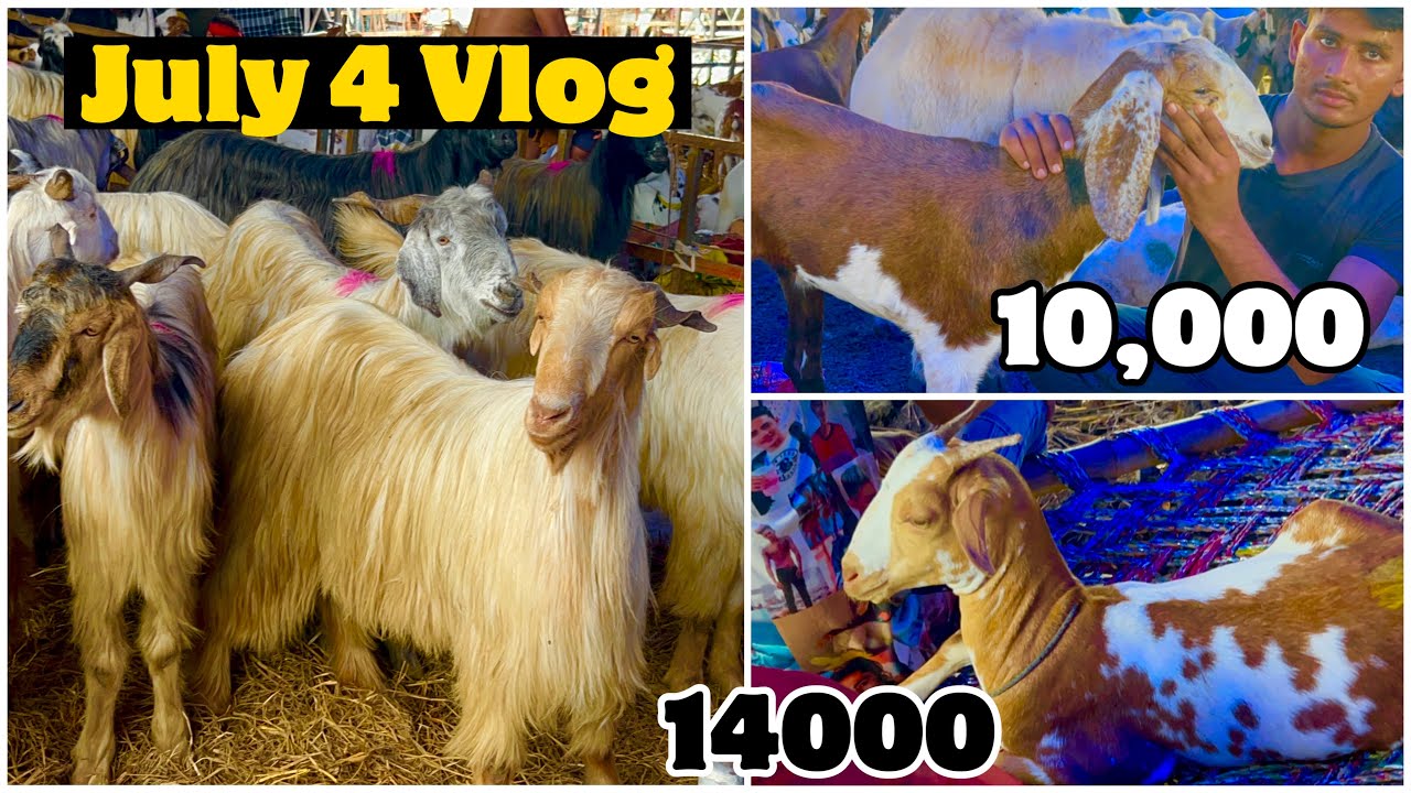 Deonar Bakra Mandi 2022 July 4 Vlog | Goats Starting 10,000 | मंडी के सस्ते बकरे
