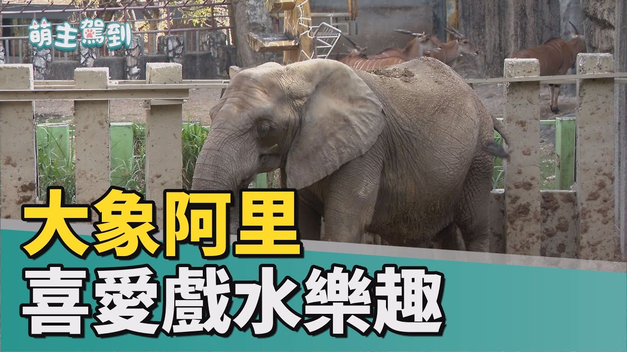 萌主駕到│大象阿里喜愛戲水樂趣