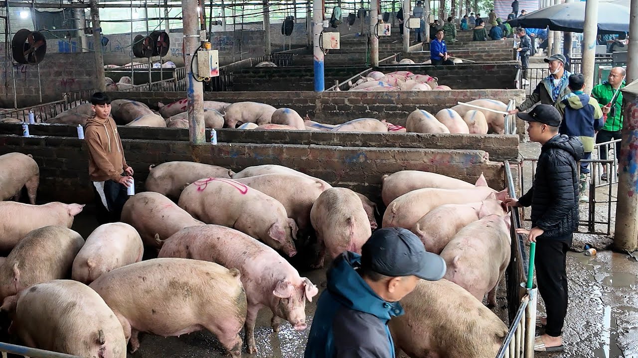 Đổ xô bán heo. Cơ hội vàng để lấy sổ đỏ