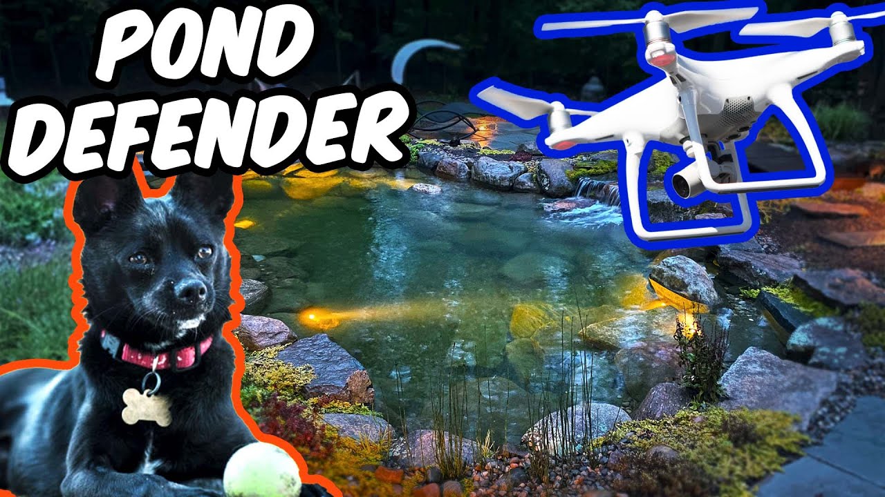 DOG vs. DRONE: Pond Adventures