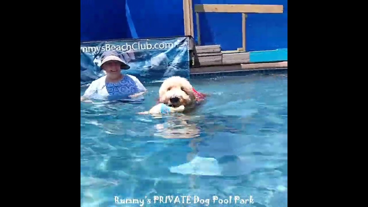 Swimming Izzy! This Goldendoodle is in motion. #swimdog #funwithdogs #swimmingdogs