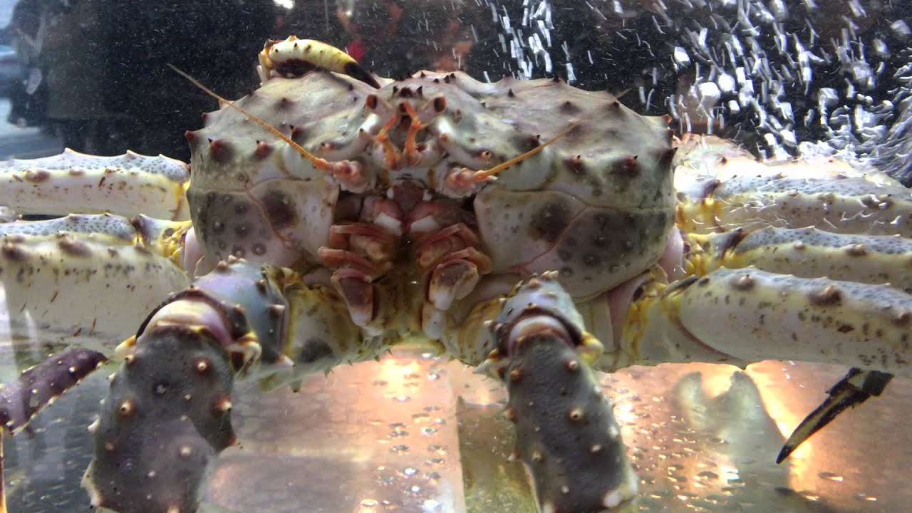 King Crab 4k video