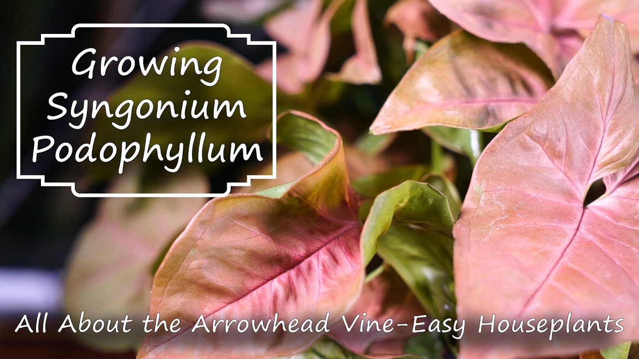 Arrowhead Vine || Syngonium Podophyllum || Supreme Houseplants