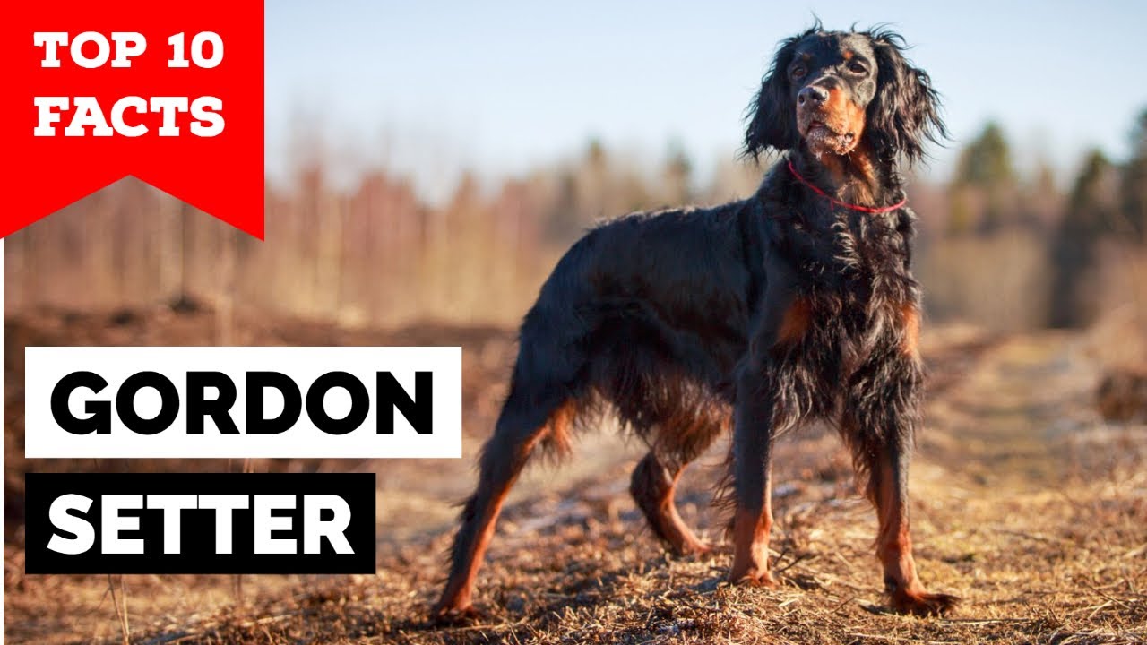 Gordon Setter - Top 10 Facts
