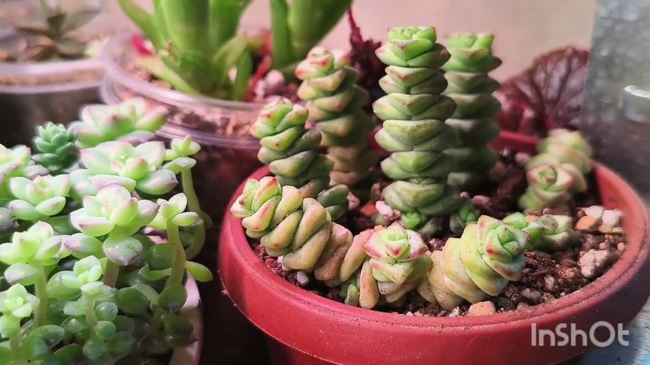 Обзор суккулентов с названиями. . 20.02.26.Часть 2🌵#комнатныерастения #succulent 