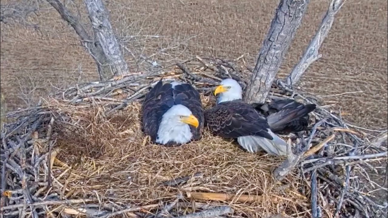 Kansas Eagles 2-12-26.  Harvey Rests Next to Ellie; + Ellie & Harvey Defend Against Raccoons.