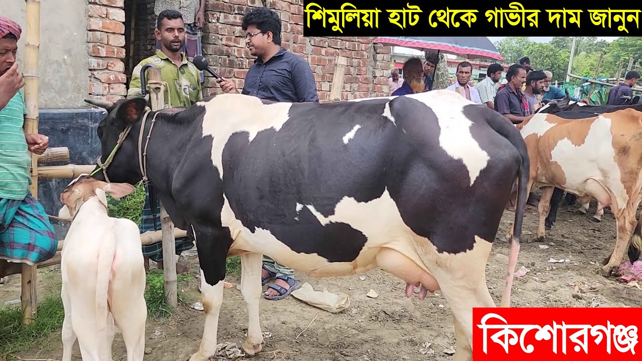কিশোরগঞ্জ জেলার বিখ্যাত শিমুলিয়া গরুর হাট থেকে গাভীর দা*ম জানুন  cow price 2023