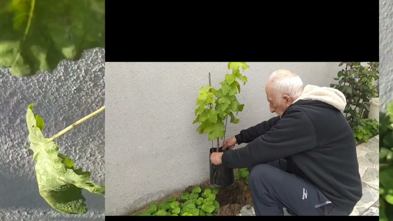 BU DA YENİ ÜZÜM SORTLARI !