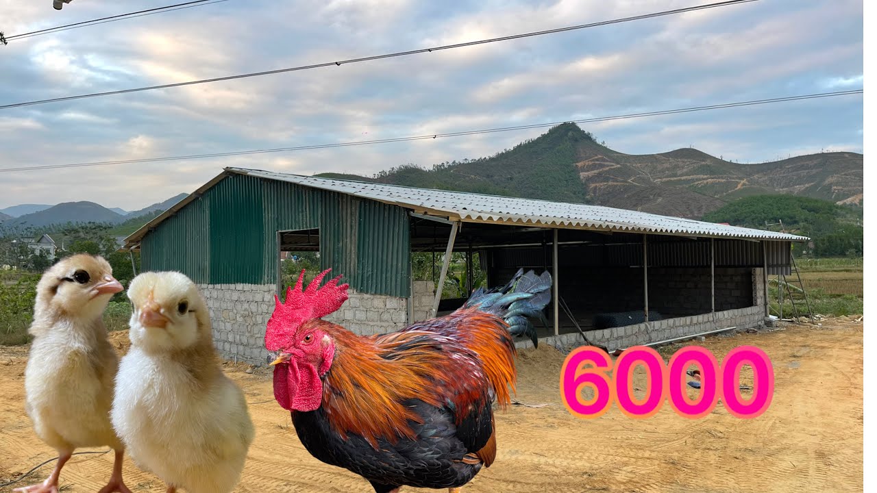 Забота о 6000 курах в холодную погоду — строительство курятника для свободного выгула.