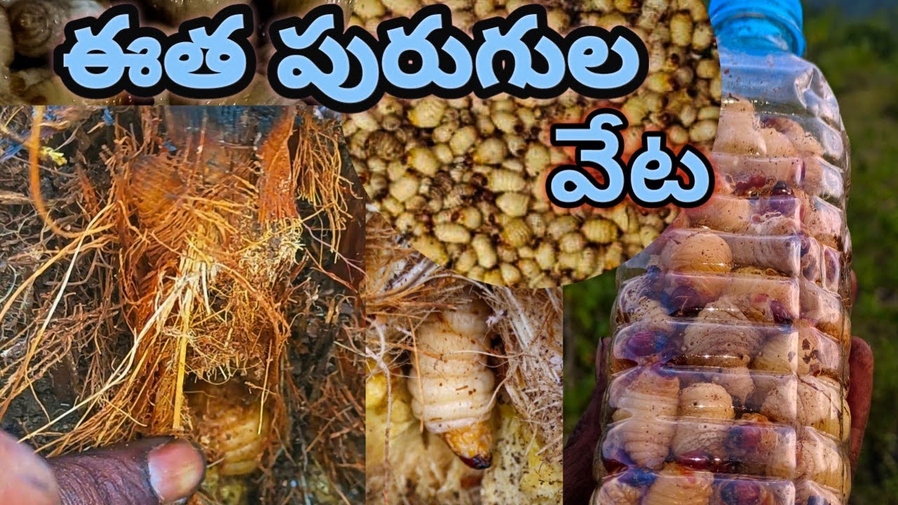 ఎంతో కష్ట పడితేనే తప్ప దొరకని బొడ్డేంగులు 🐛🐛🐛#boddengi #chiranjeeviasrpaderu #viralvideo #video #ANB