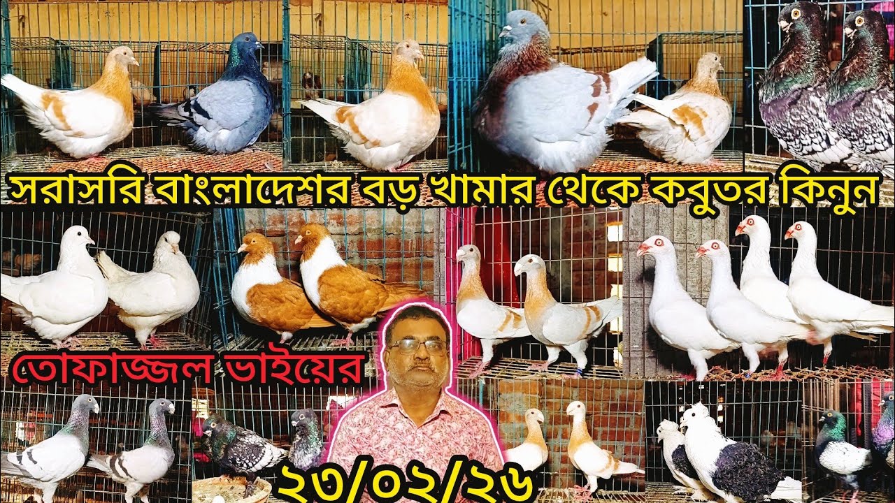 বাংলাদেশের বড় খামার থেকে সরাসরি কবুতর কিনুন তোফাজ্জল ভাইয়ের | pigeon video |