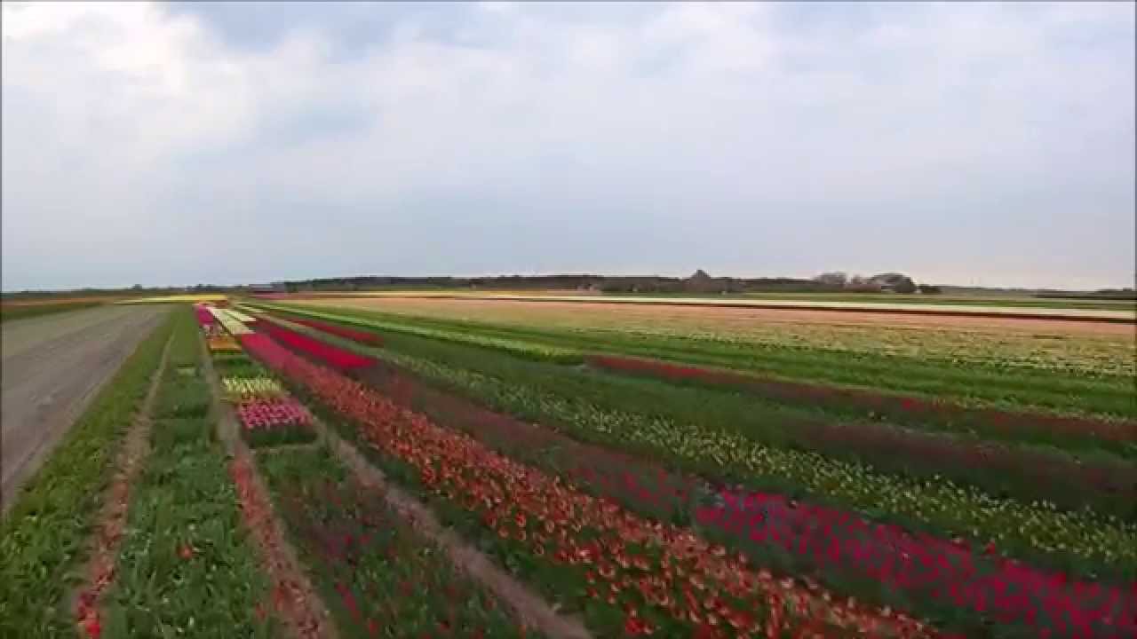 Weijers Zaailingen