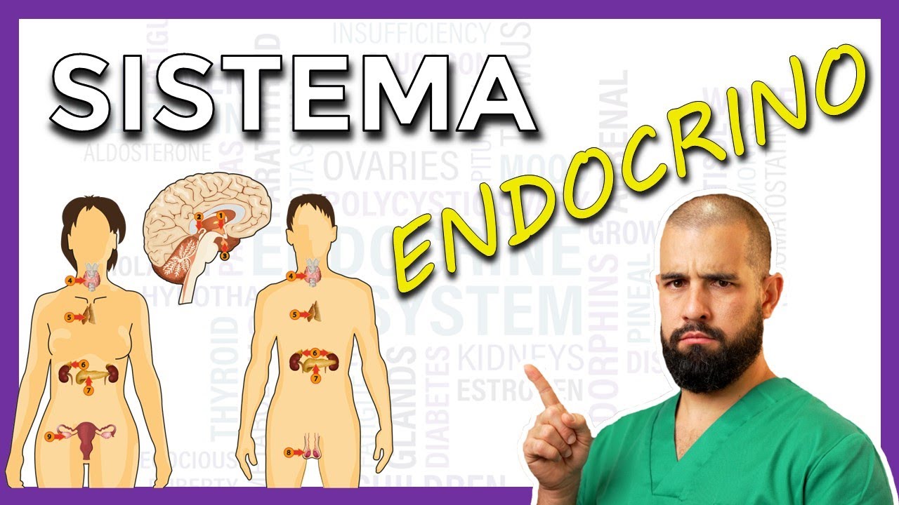 Sistema Endocrino - Glándulas Endocrinas - REPASO GENERAL