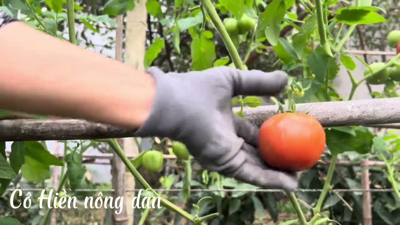 Chuẩn bị một vụ mùa mới, hái cà chua 🍅 / Preparing for a new harvest, picking tomatoes