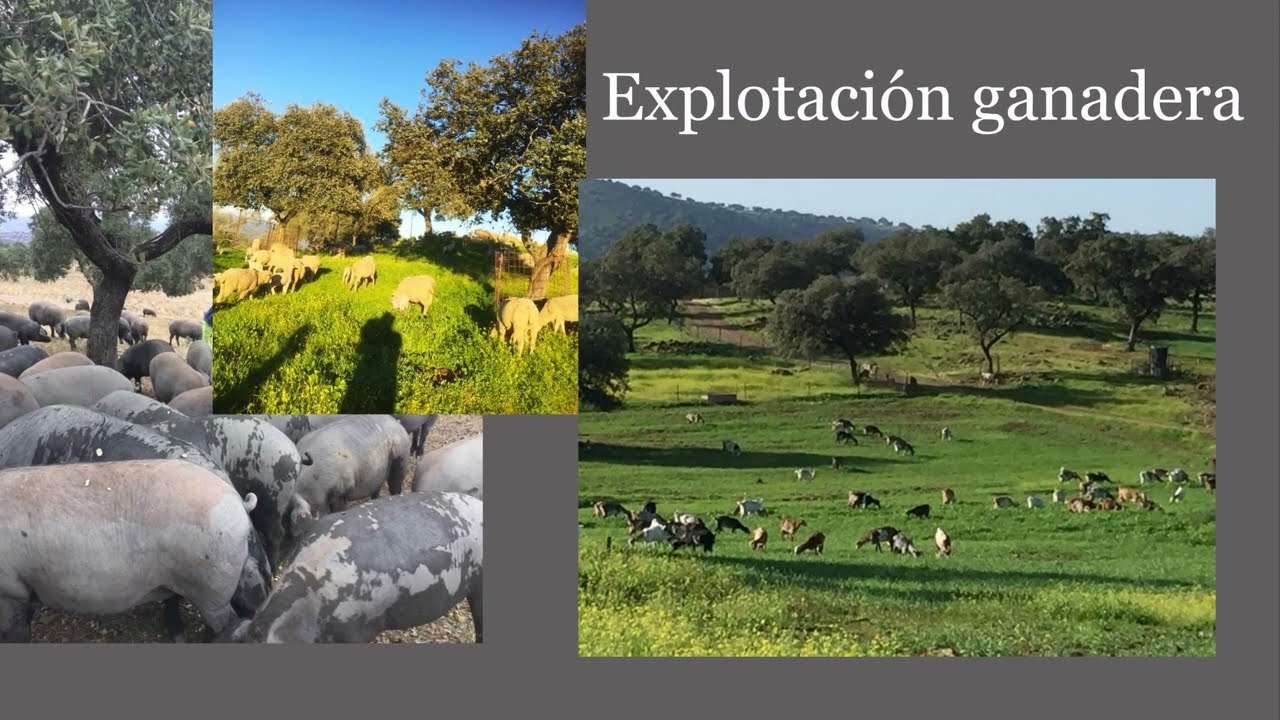 A la venta 80 hectáreas de finca ganadera con coto de caza, cortijo,, En Sevilla Sierra Norte
