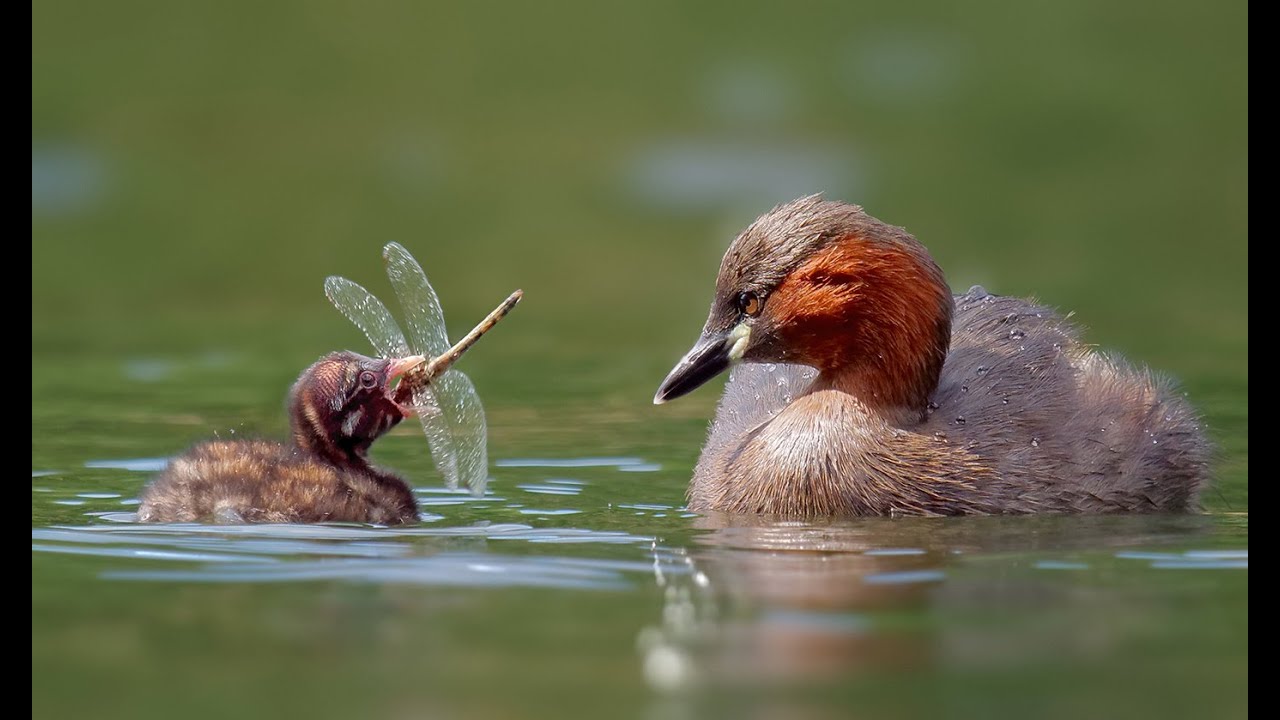 BirdLife Suisse présente le grèbe castagneux, oiseau de l’année 2024