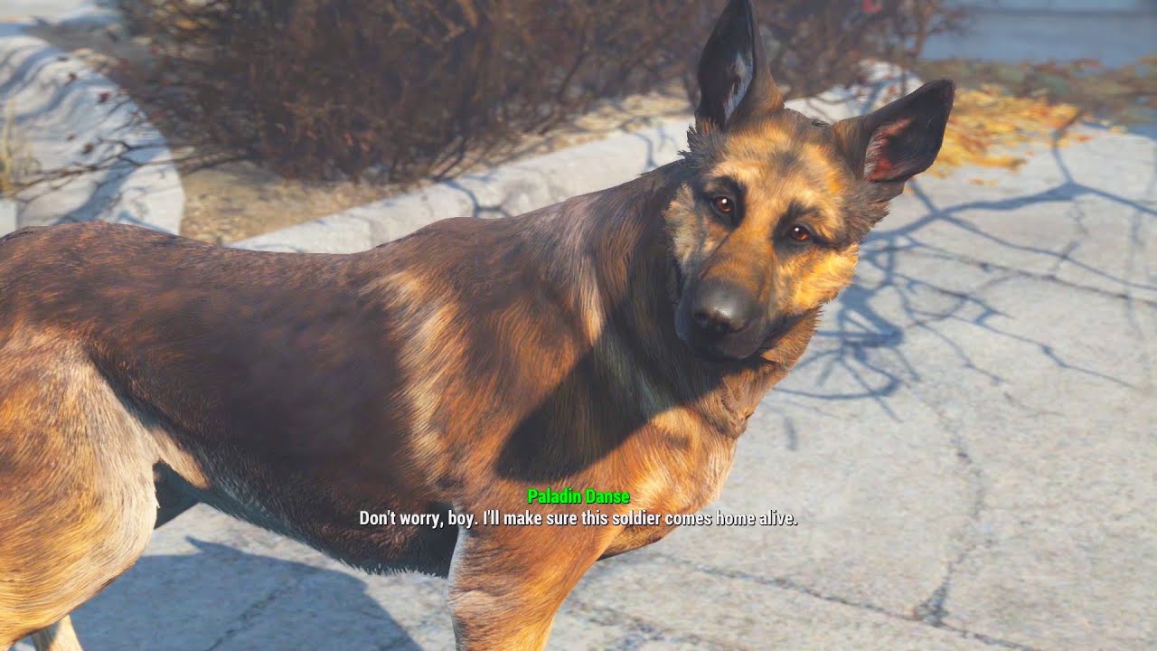 Companions responses to Dogmeat. Fallout 4