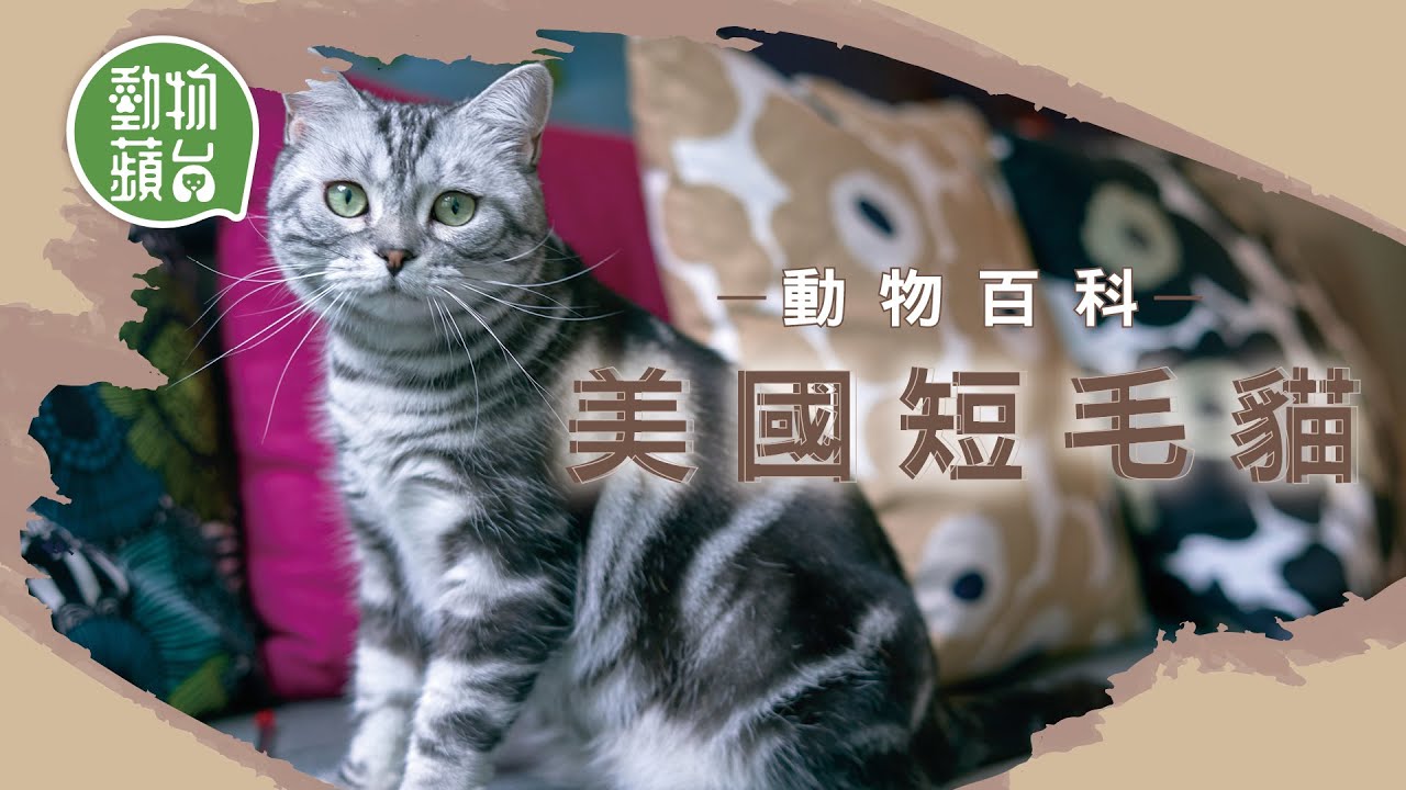 美國短毛貓由英短演變而成 好奇寶寶天性活潑愛跑動 2大易發疾病提防髖關節發育不良及心肌肥大 