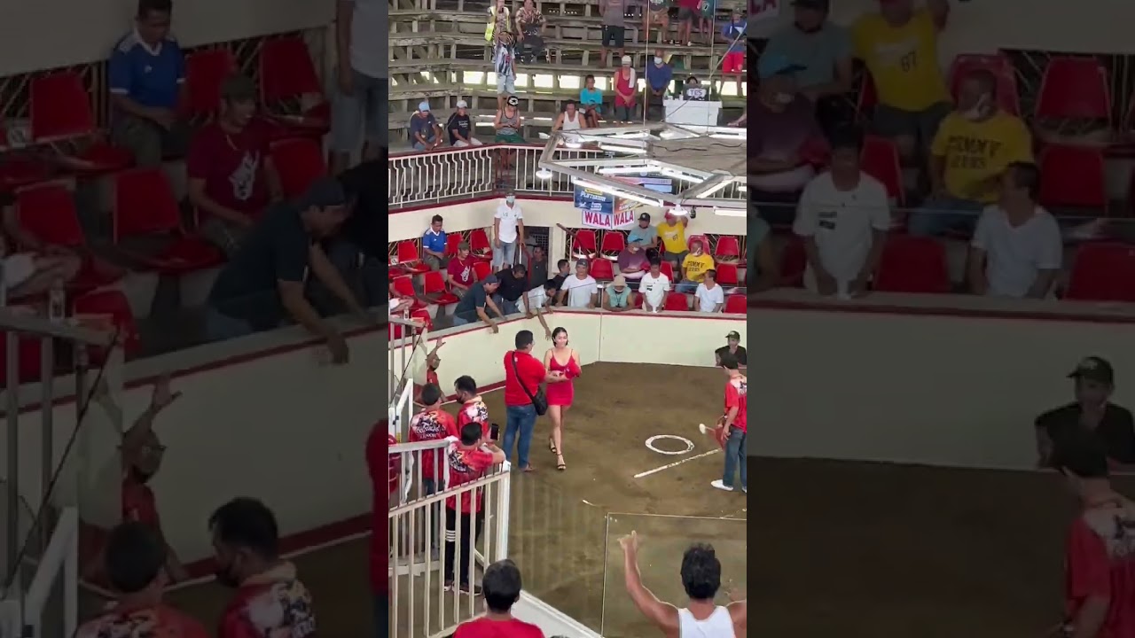 Rooster Fight in Cuenca Batangas #zakirpchef #janshoney #shorts #philippines #rooster