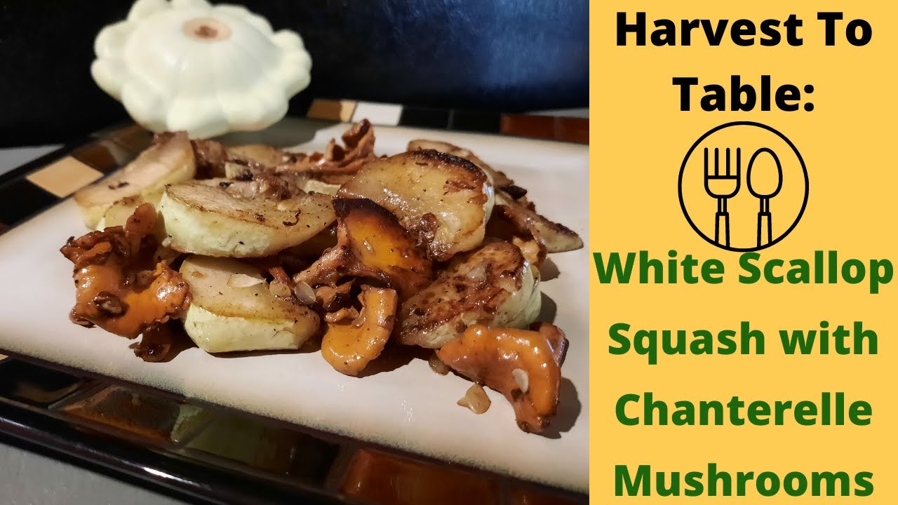 The PERFECT Scallop Squash Recipe