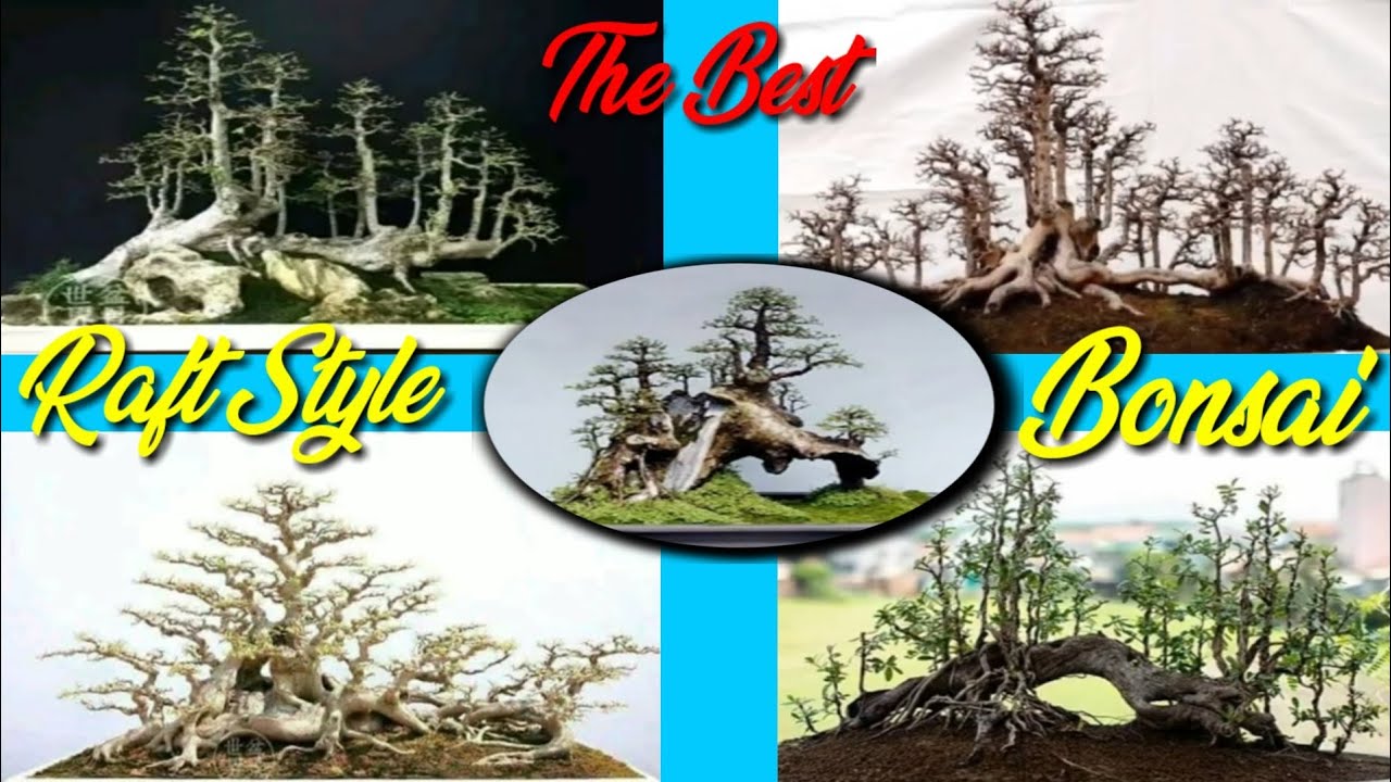 Pesona Bonsai Raft Style Terbaik Untuk Dijadikan Inspirasi