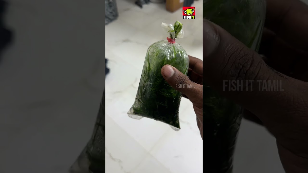 Find This Mystery Fish 🐟 | Can You Identify It? 