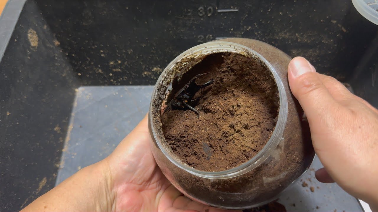 【いきなり現れた超貴重個体】シェンクリングオオクワガタ新成虫の掘り出し