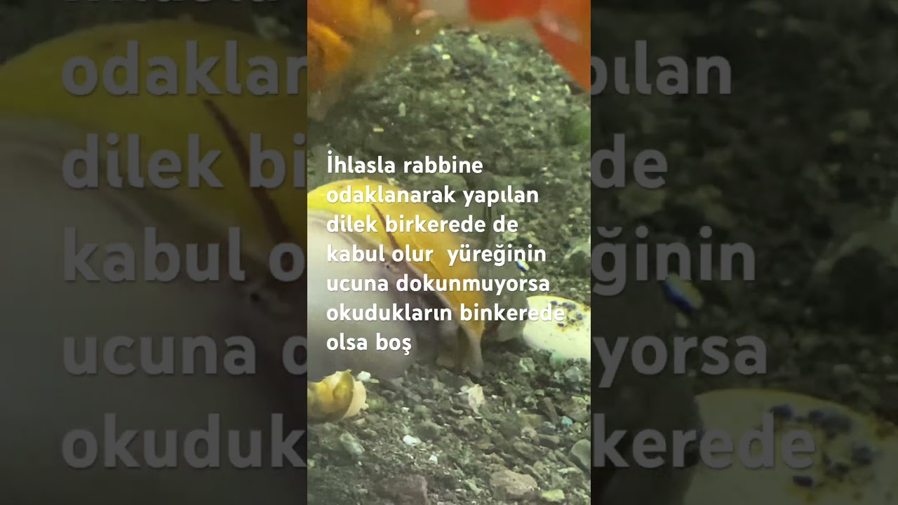 Rabbine güzel mucizelerine odaklan öyle dua et