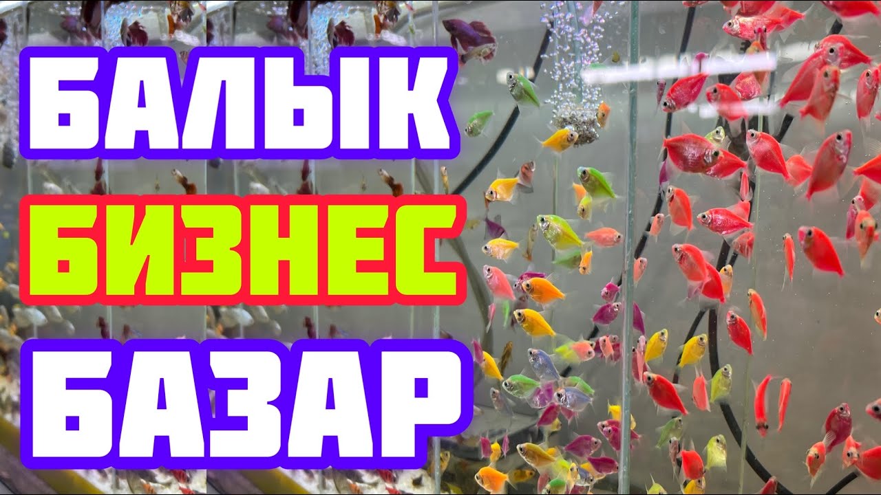 БАЛЫК БИЗНЕС КИРЕШЕЛҮҮБҮ?  ~  Кызык ээ!