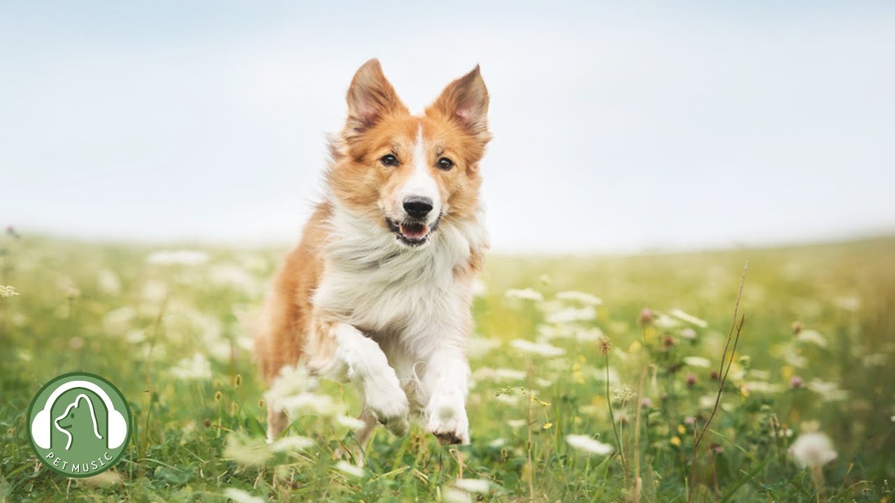 강아지의 안정과 수면을 위한 음악🐶불안과 스트레스 해소음악🎵강아지가 좋아하는 음악