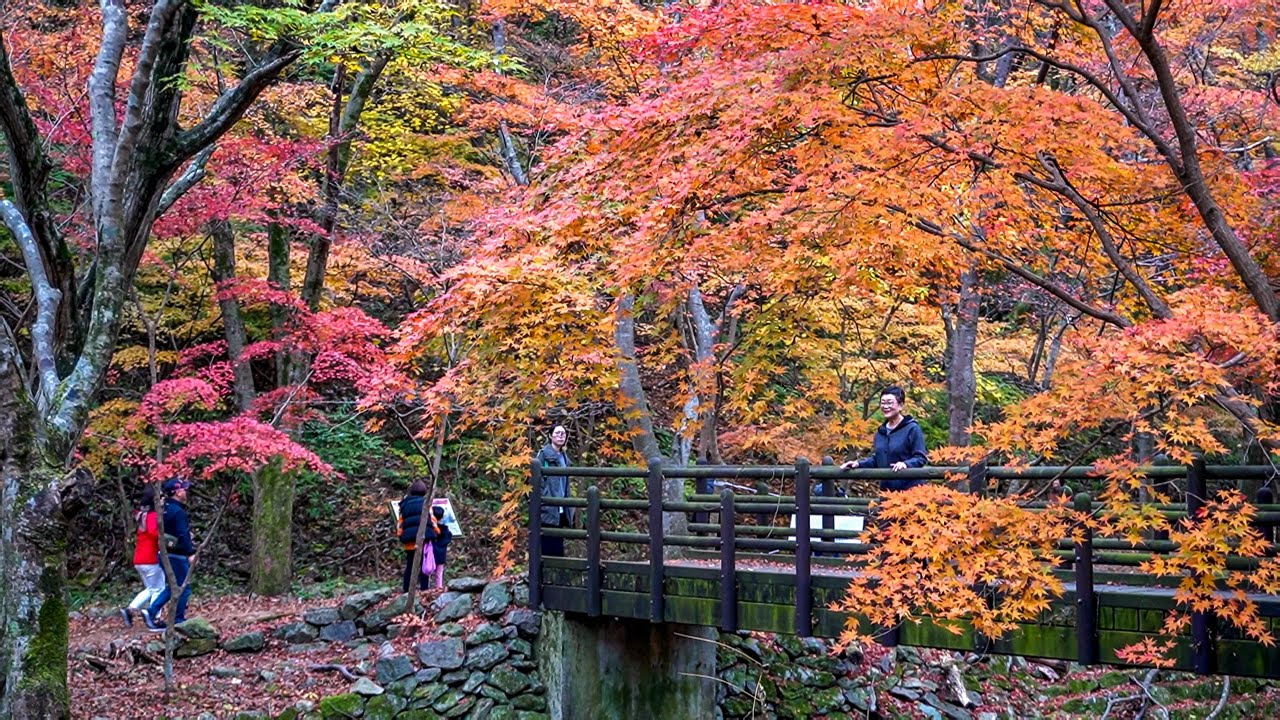 Autumn in Seoul, Korea. Maple Leaf Paradise in Naejangsan National Park. 韓國首爾秋天美景, 楓葉天堂白羊寺和內藏山公園2019