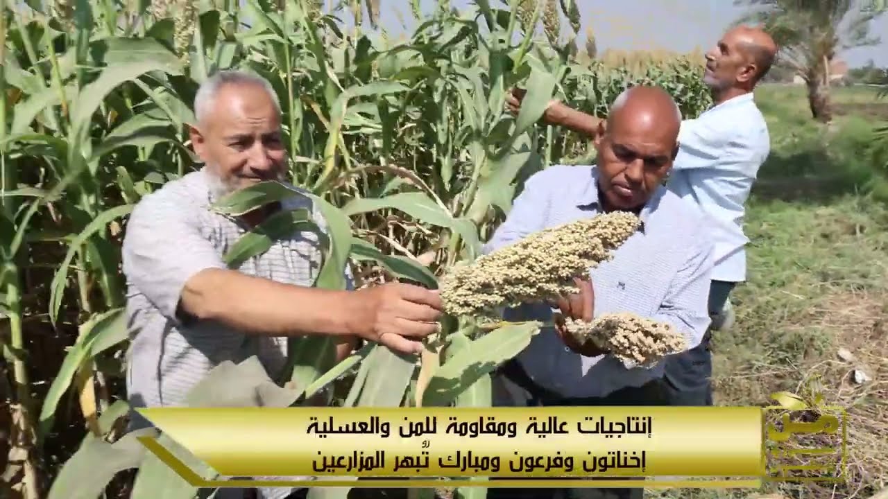 إخناتون وفرعون ومبارك.. حصاد الذرة الرفيعة لأصناف تكنوسيدز المذهلة في الفيوم