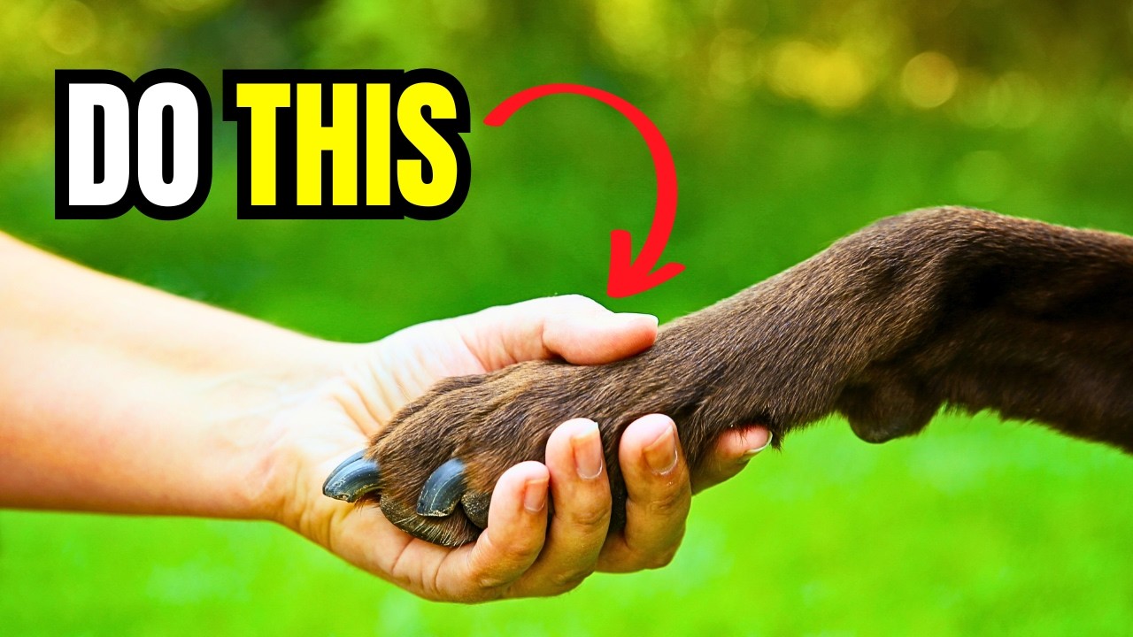 How to Tell Your Dog You Love Them (So They Understand) | K9Pedia
