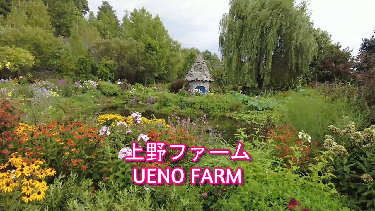 上野ファーム🏵️白樺並木と宿根草が織りなす心落ち着く庭園/UENOFARM Peaceful Garden with Birch Trees #japan #farm #garden #tree