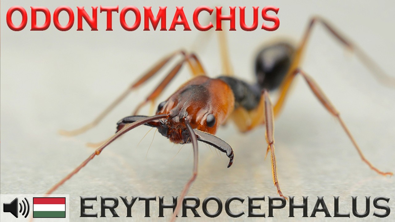 Csapdarágójú hangyák - Akik elől nincs menekvés! - Odontomachus erythrocephalus
