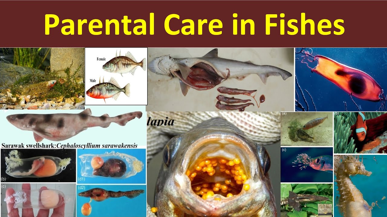 Parental Care in Fishes | Parental Care in Pisces | Methods of Parental Care | Mermaid’s Purse