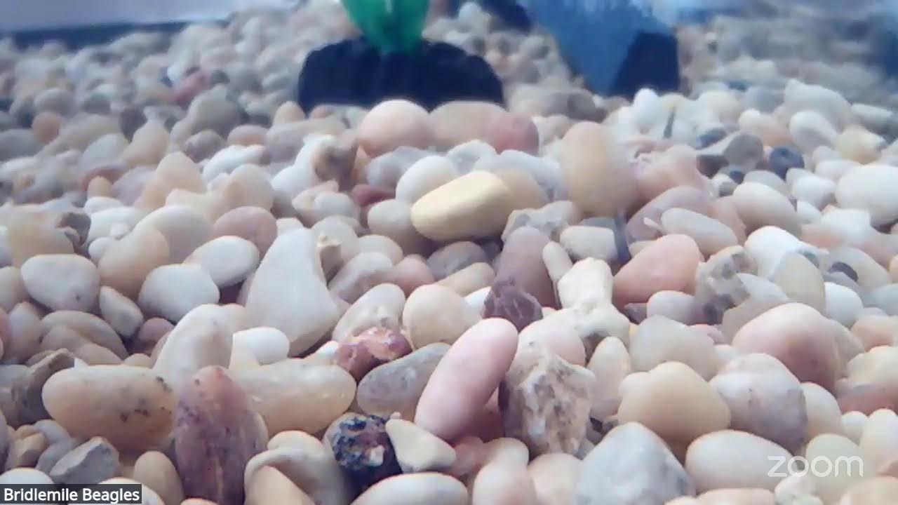 1/23 Fish Cam Meeting