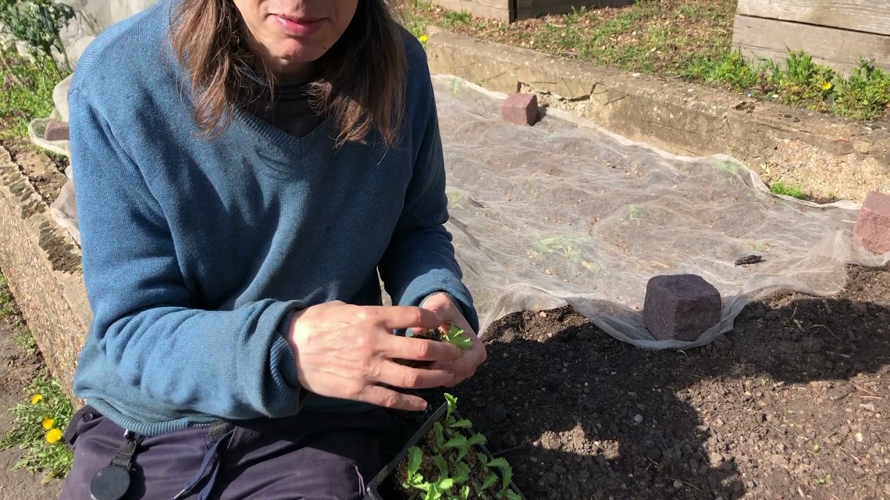 How to remove seedlings from module trays